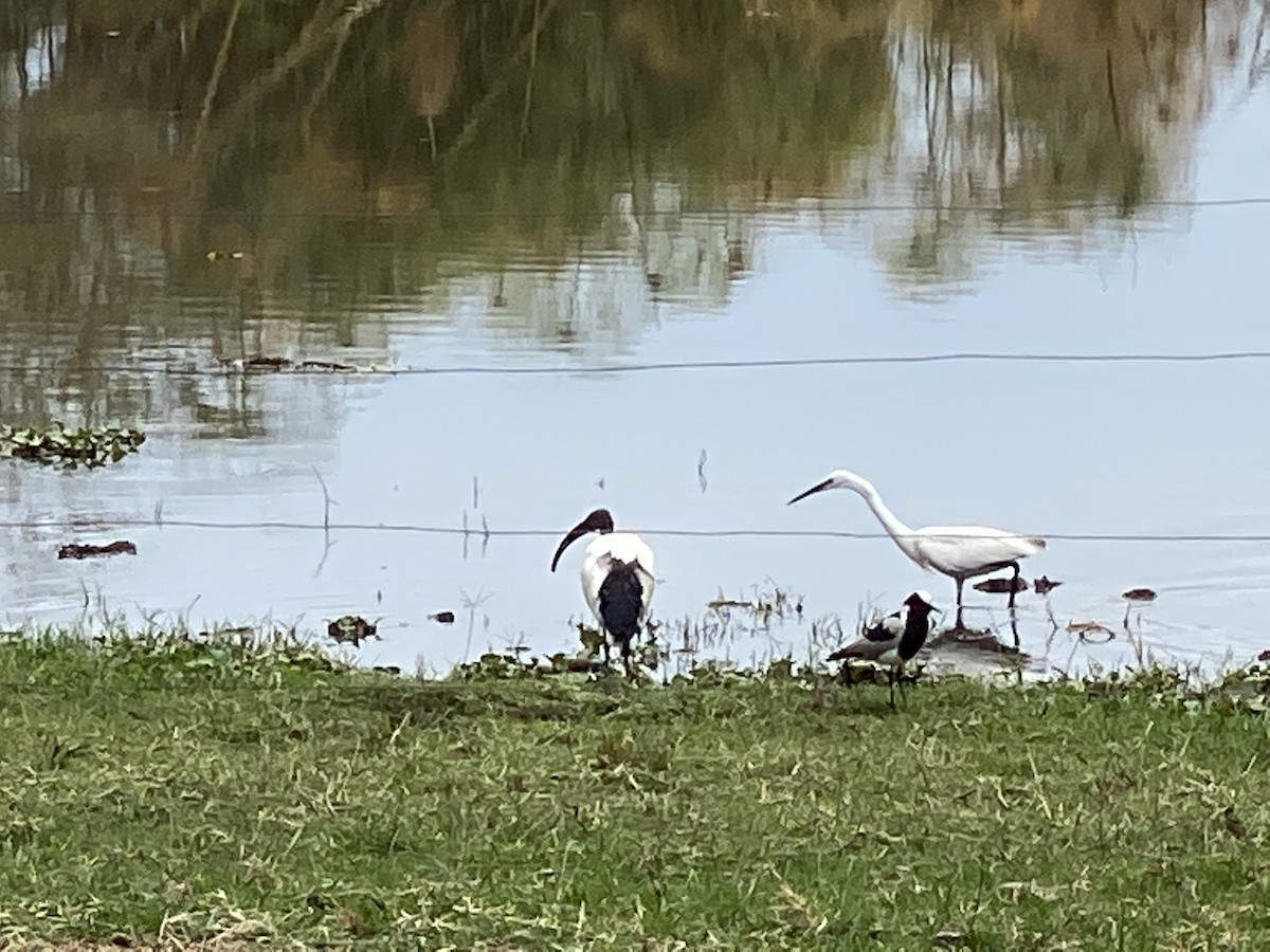 African Sacred Ibis - ML254919551