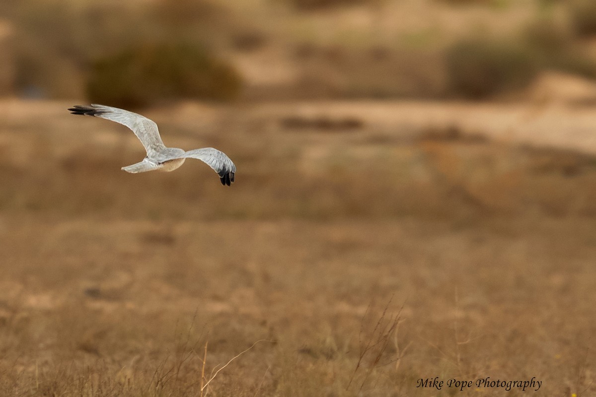 Pallid Harrier - Mike Pope