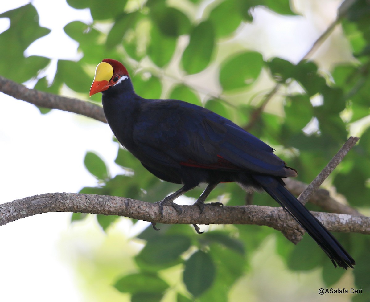 Violet Turaco - Fanis Theofanopoulos (ASalafa Deri) 🐐
