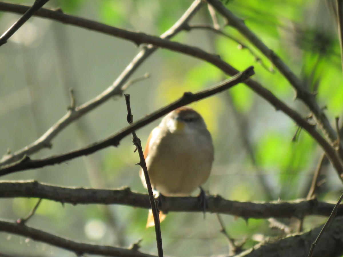 Yellow-chinned Spinetail - Romeu Gama