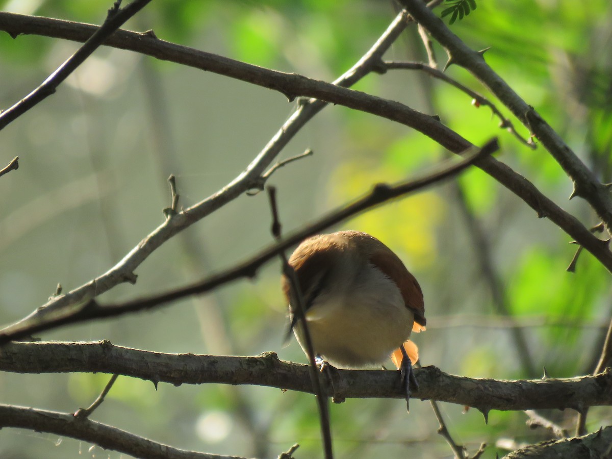 Yellow-chinned Spinetail - Romeu Gama