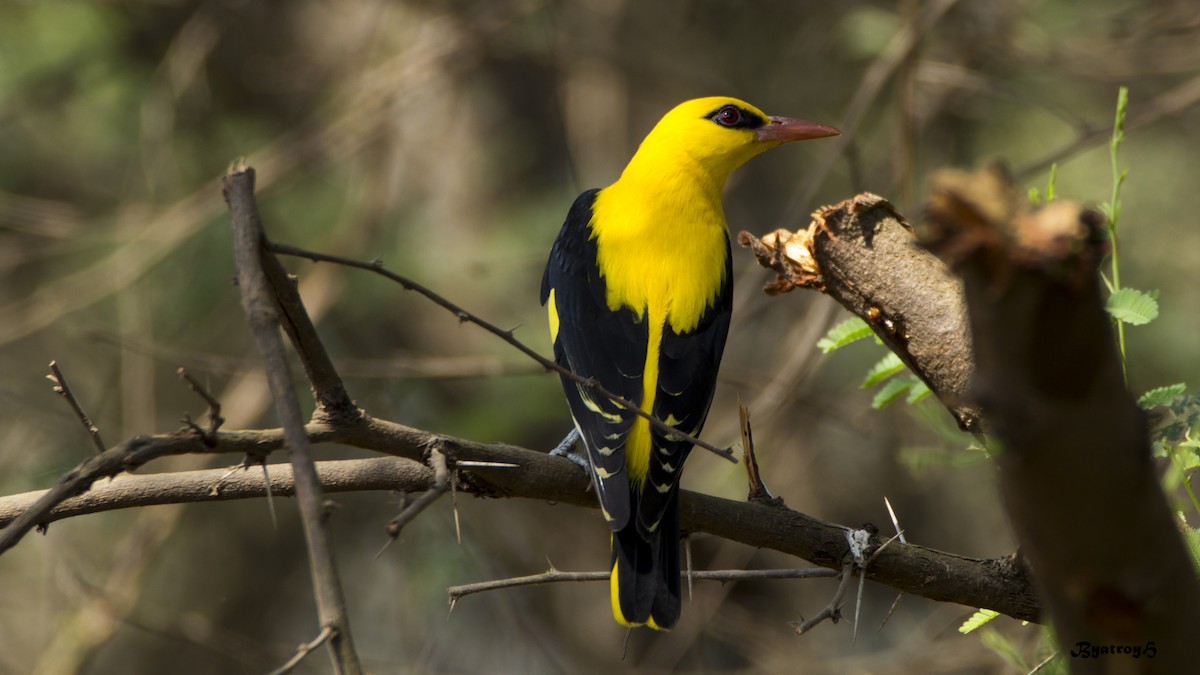 Indian Golden Oriole - ML25492191
