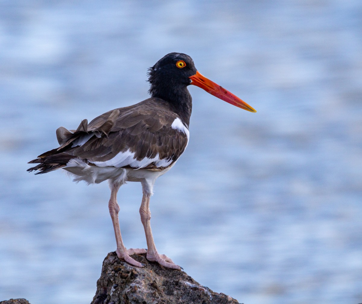 American Oystercatcher - Jackie Farrell