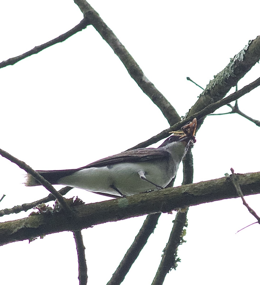 Eastern Kingbird - ML254924561