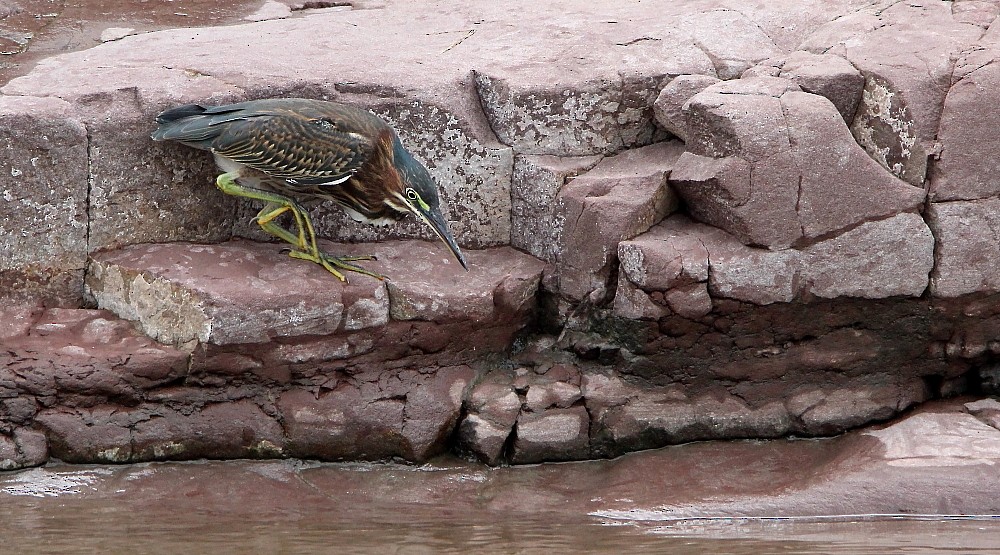 Green Heron - ML254924651