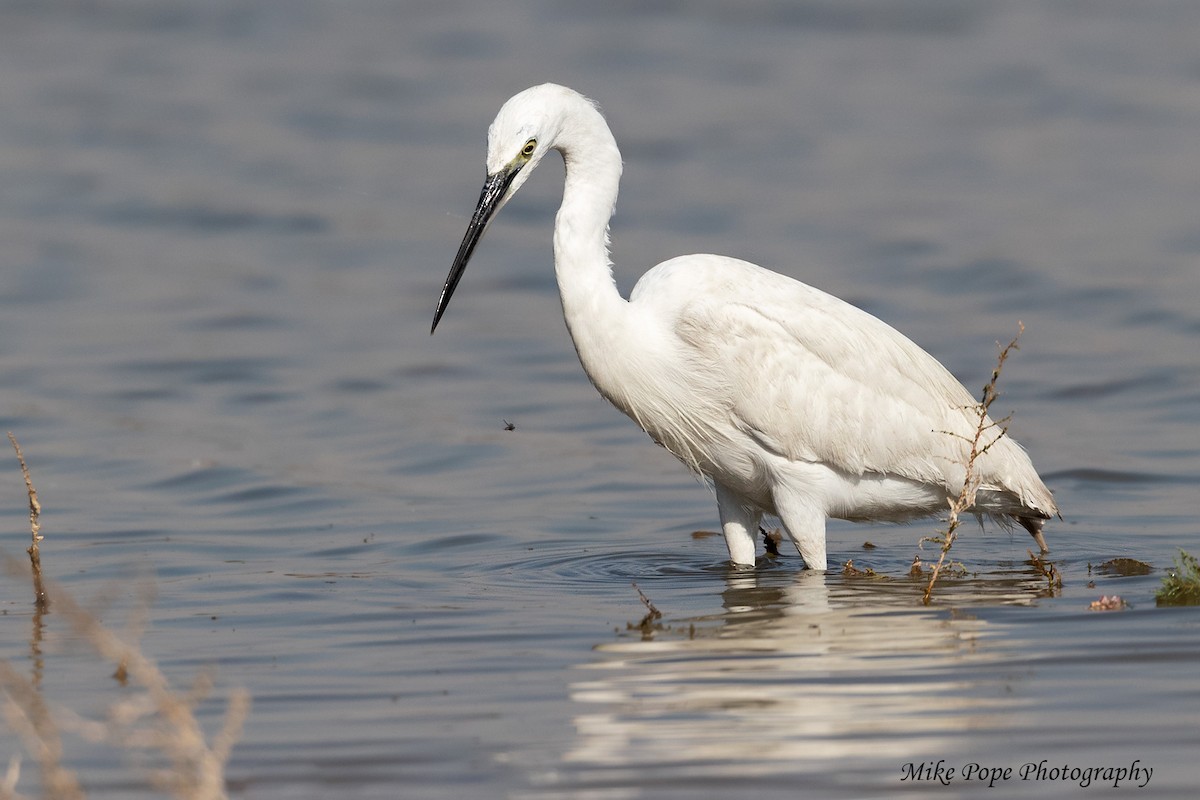 Little Egret (Western) - ML254924821