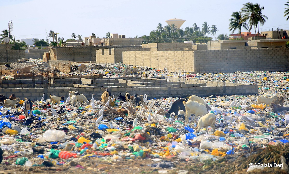 Western Cattle-Egret - ML254925061