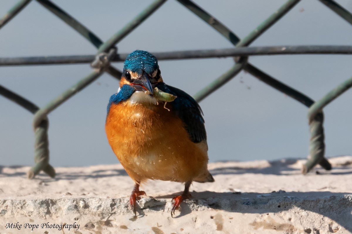 Common Kingfisher - ML254925121