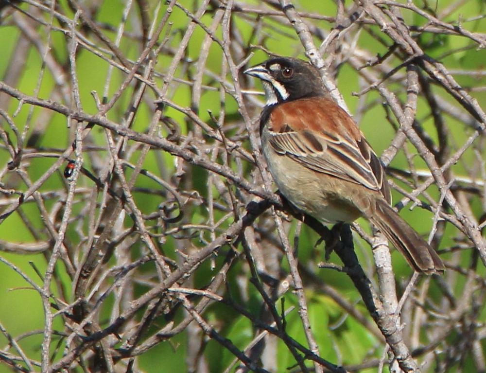 Black-chested Sparrow - ML254925251