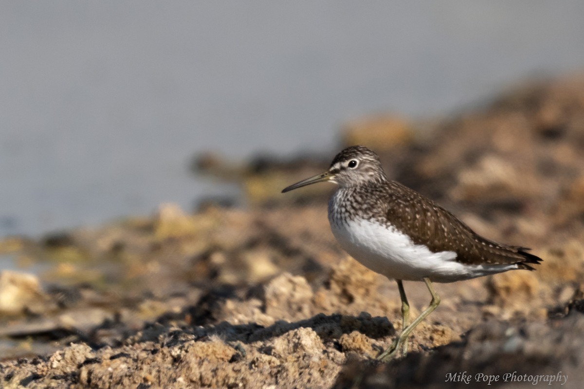 Green Sandpiper - ML254925591