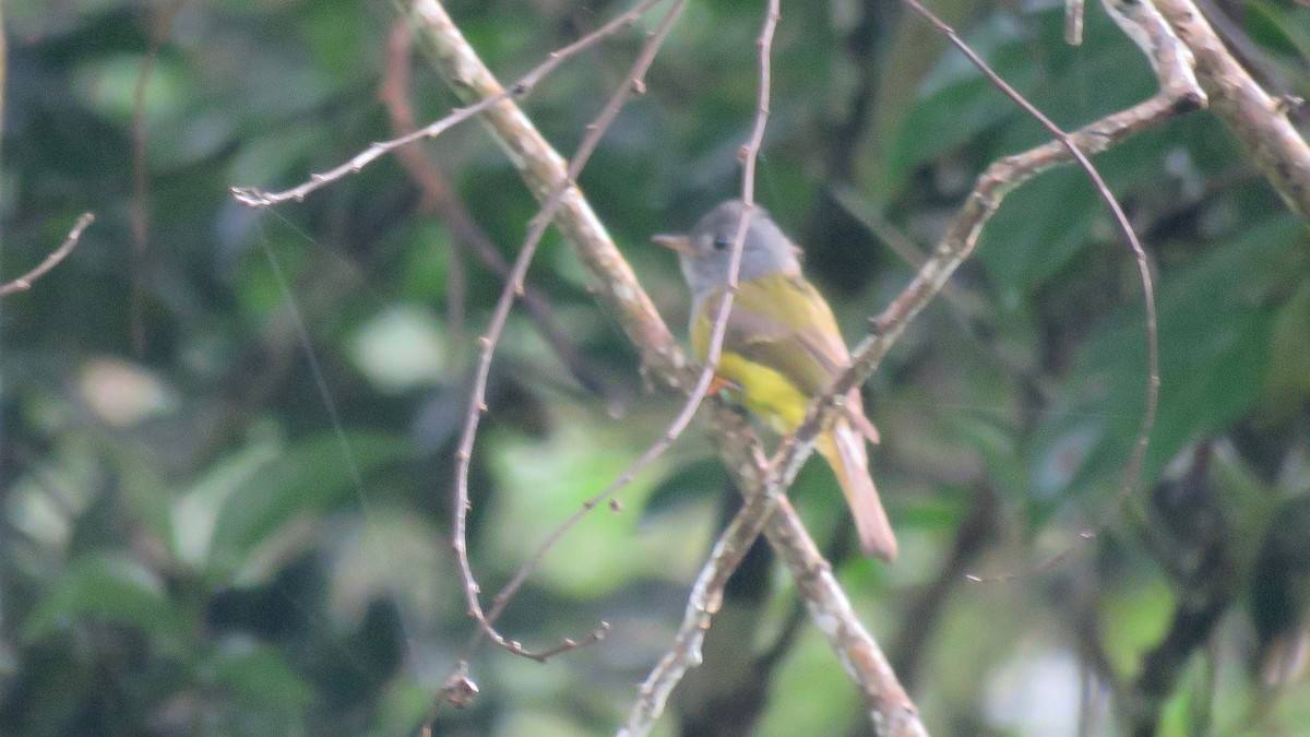 Gray-headed Canary-Flycatcher - ML254926321