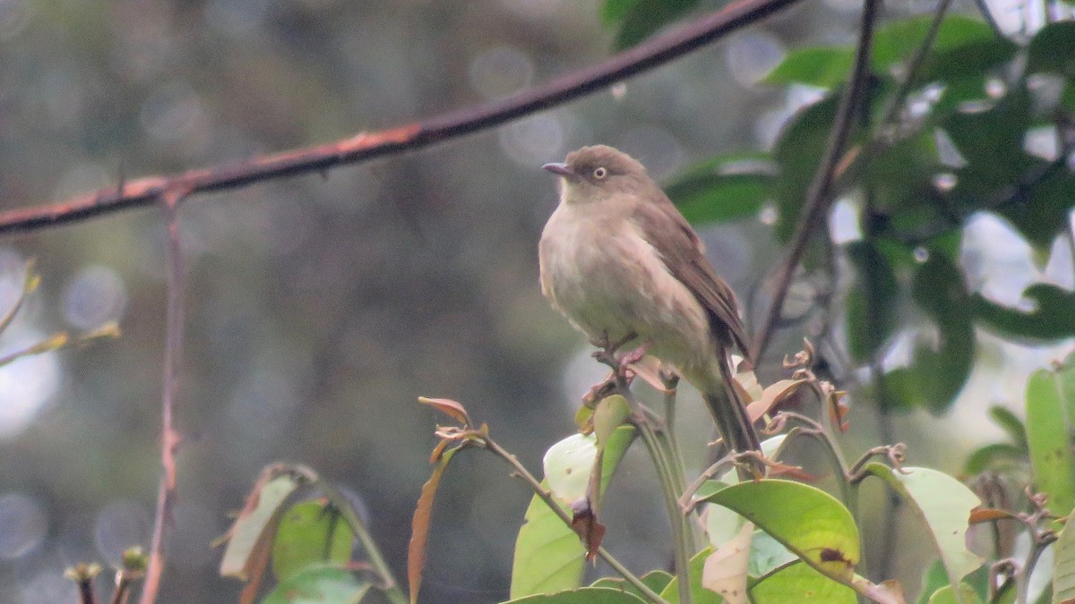 Cream-eyed Bulbul - Tim Forrester