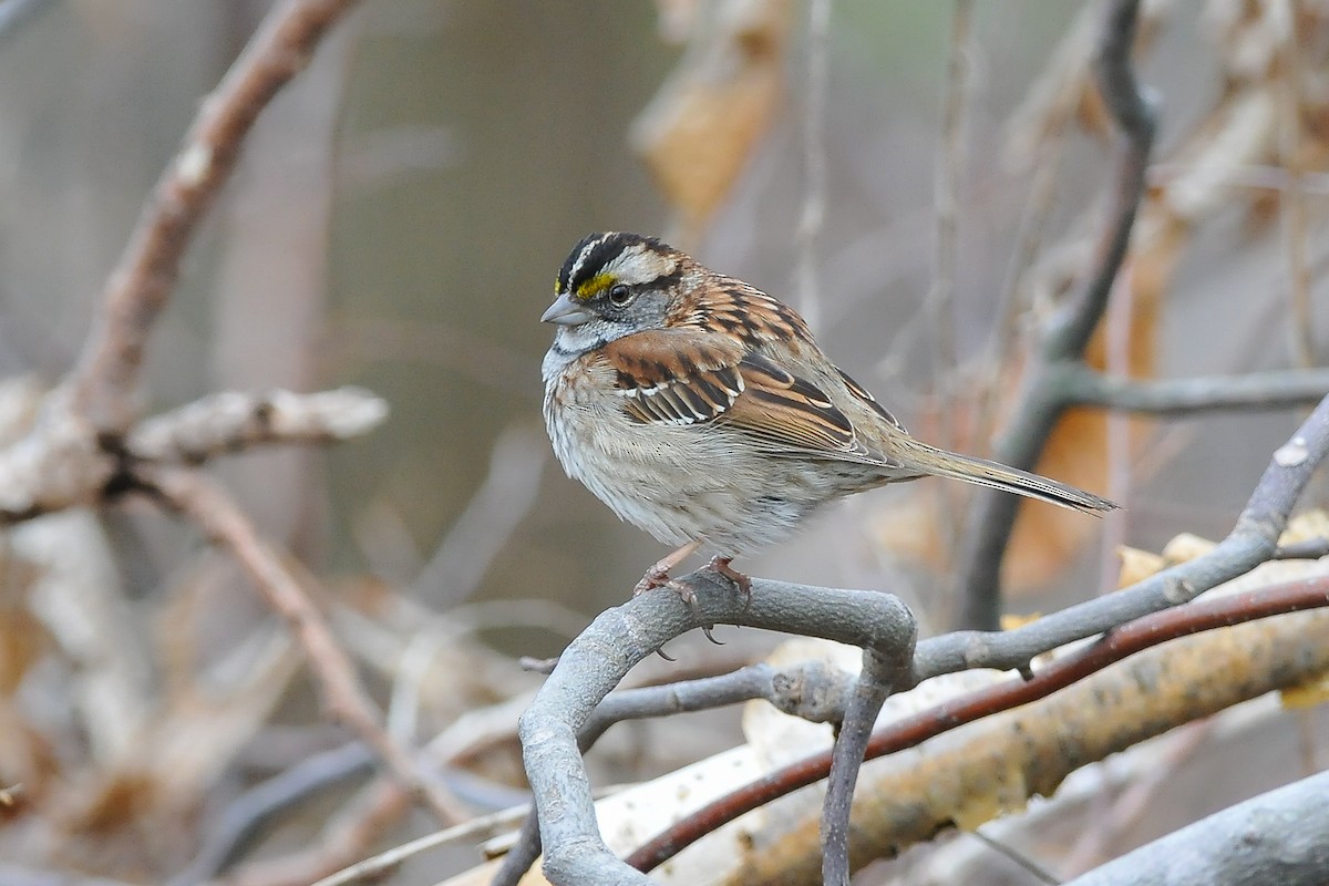 White-throated Sparrow - ML254926431