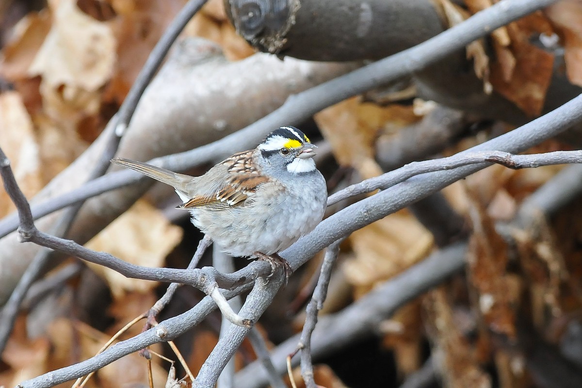 White-throated Sparrow - ML254926441