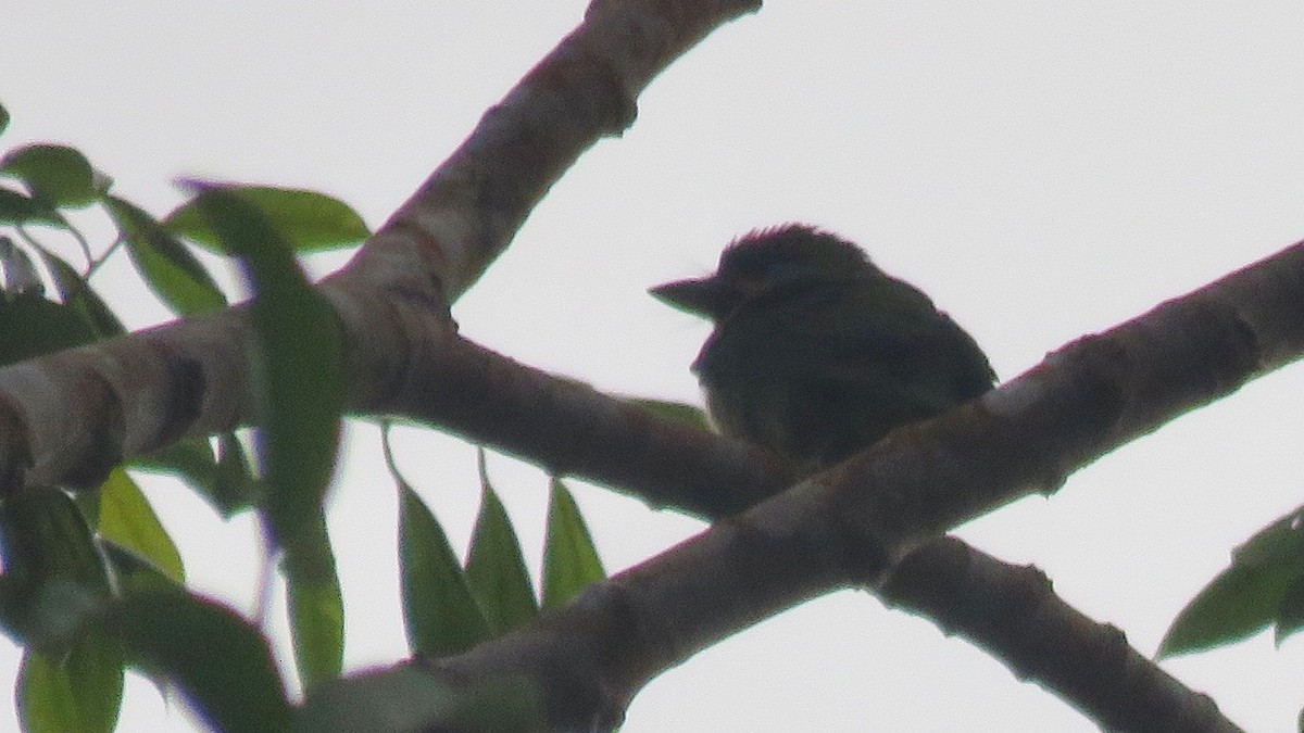 Bornean Barbet - ML254926491