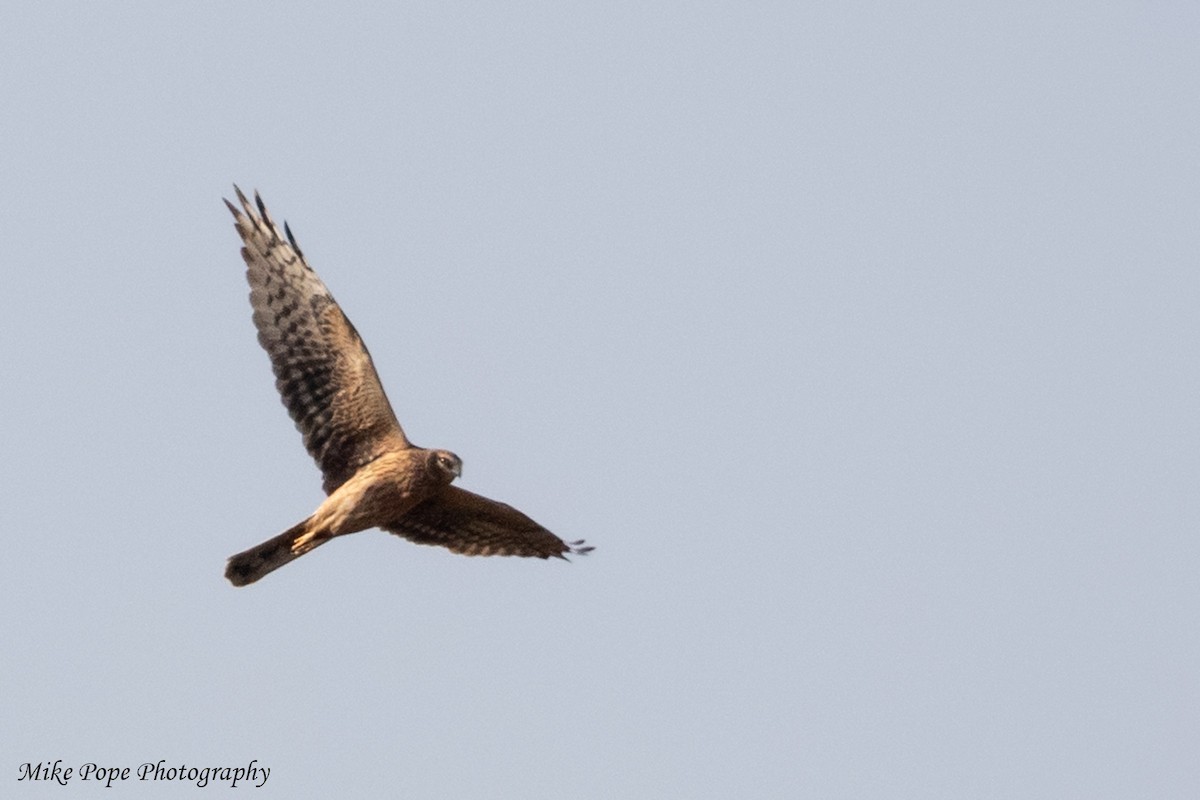 Pallid Harrier - ML254926911