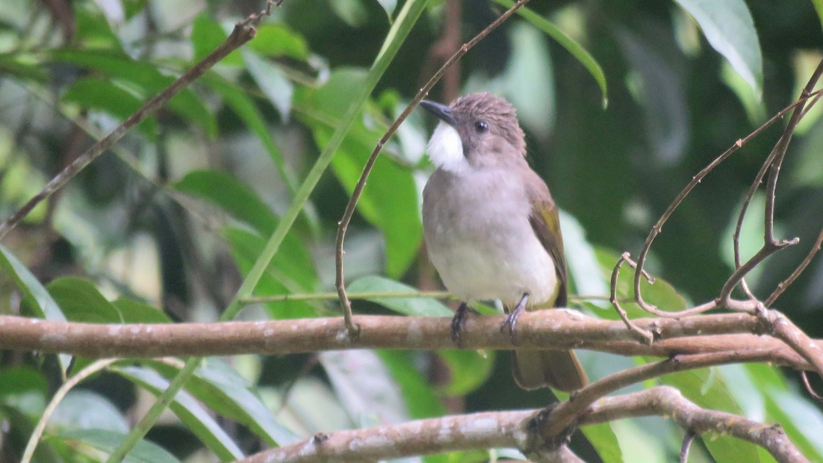 Cinereous Bulbul (Green-winged) - ML254927701