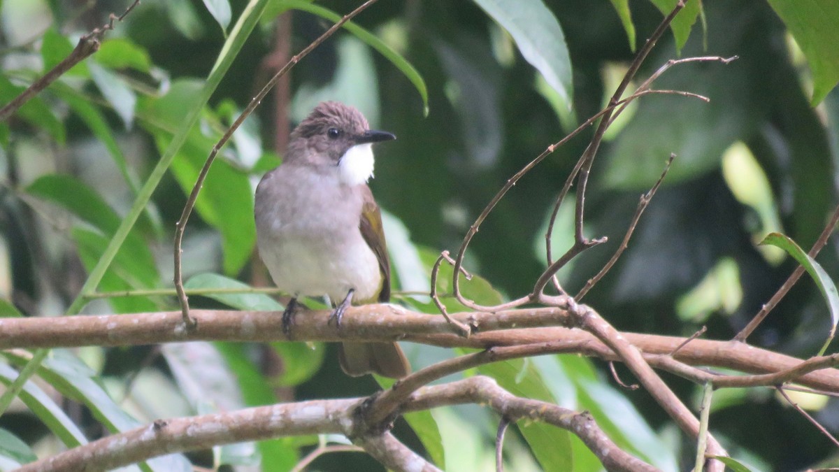 Cinereous Bulbul (Green-winged) - ML254927711