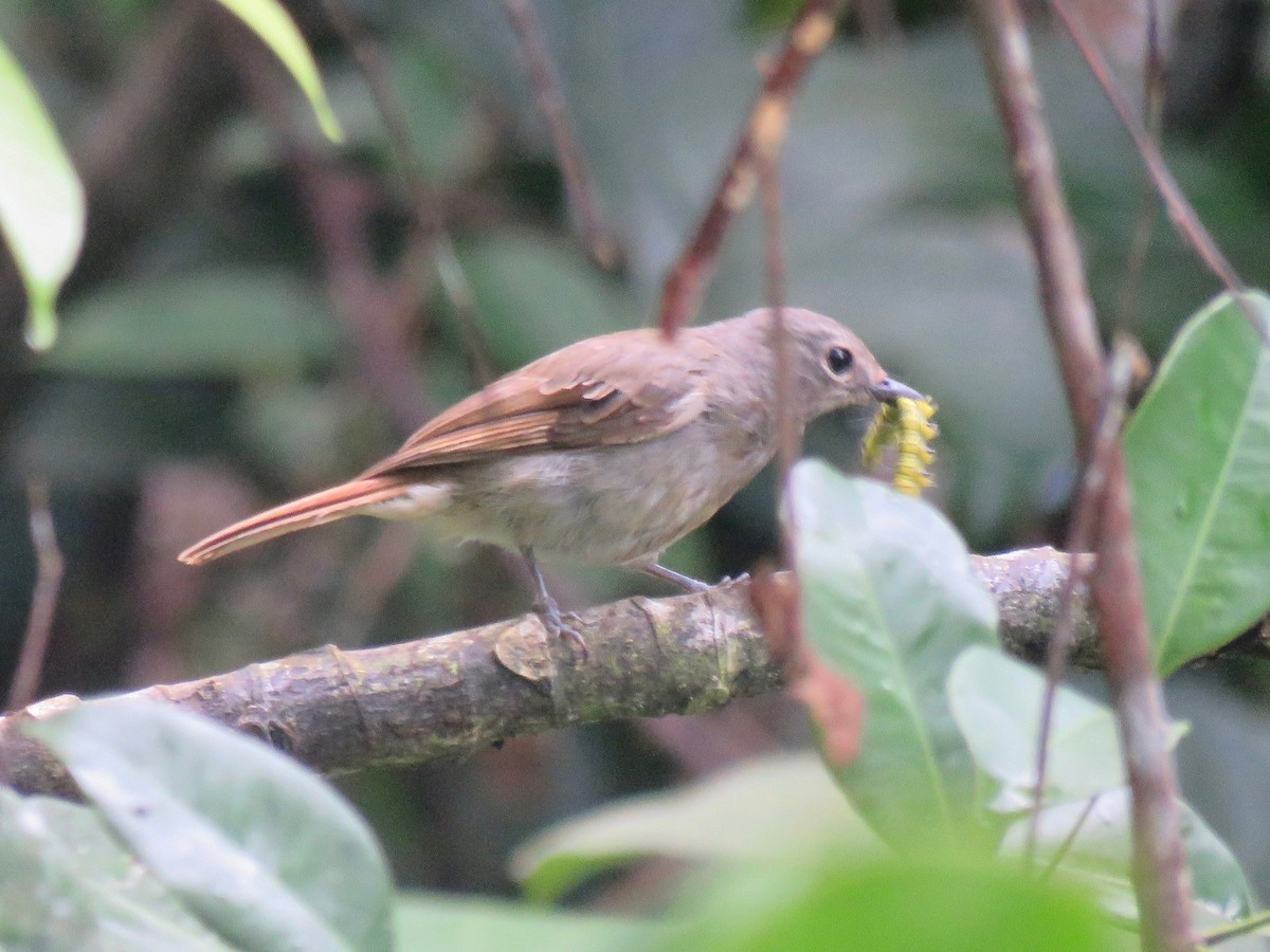 Pale Blue Flycatcher - ML254927961