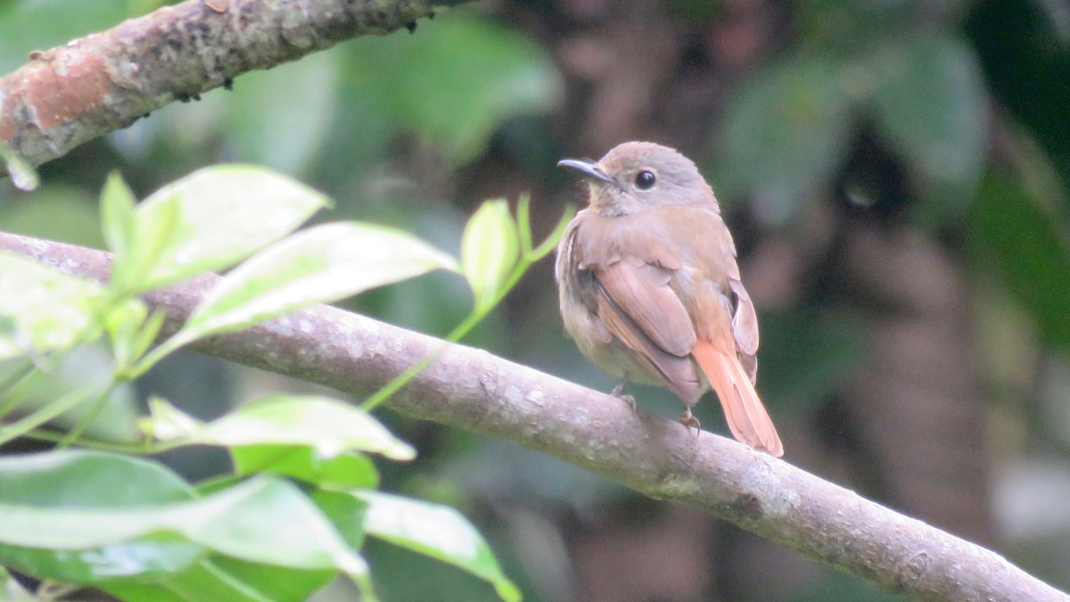 Pale Blue Flycatcher - ML254927971