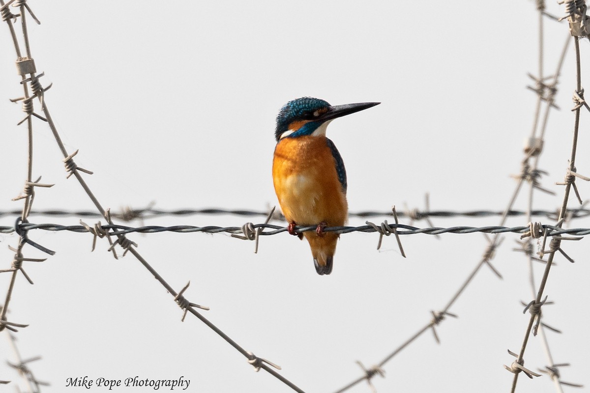 Common Kingfisher - ML254928011