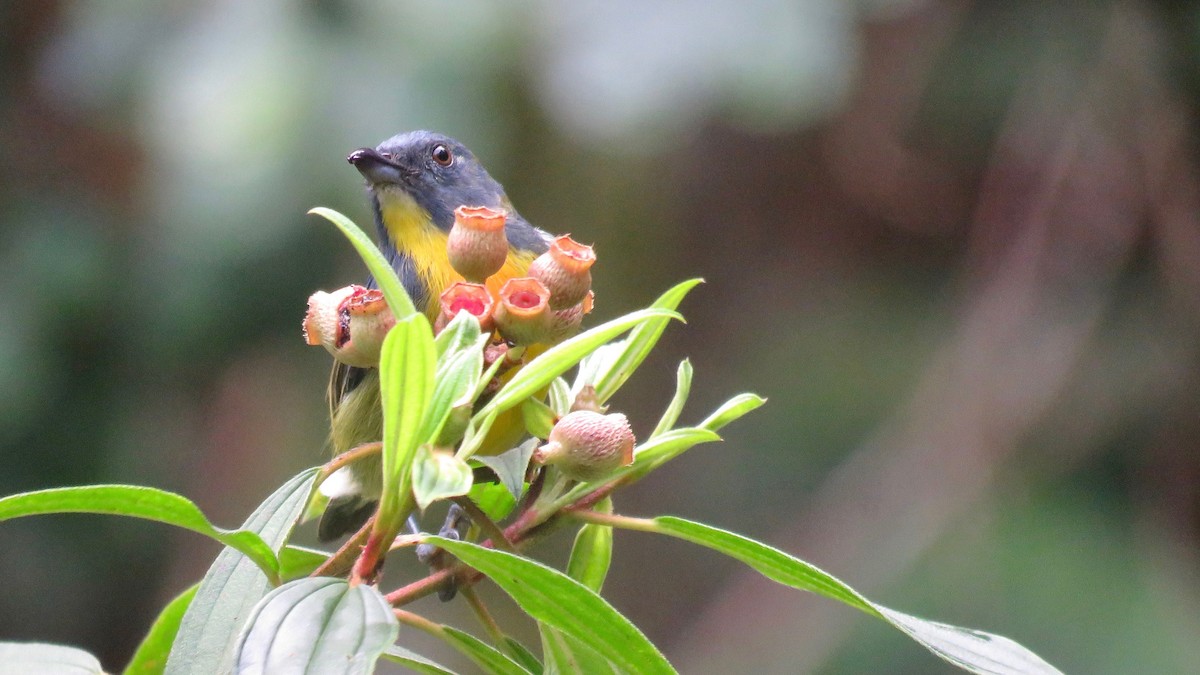 Yellow-rumped Flowerpecker - ML254928201