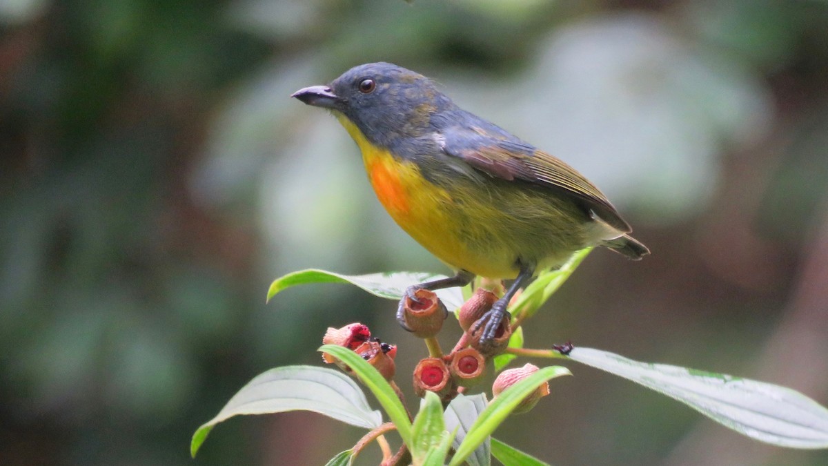 Yellow-rumped Flowerpecker - ML254928211