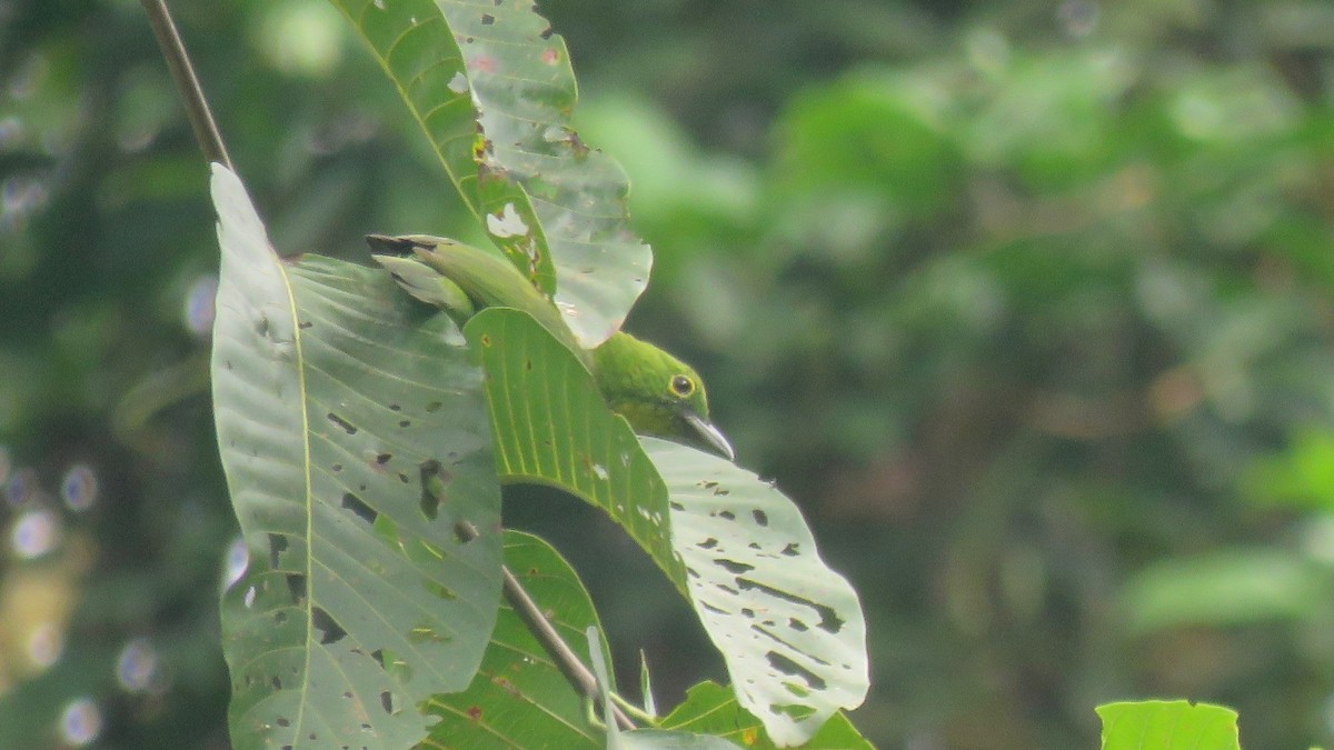 Lesser Green Leafbird - ML254928321