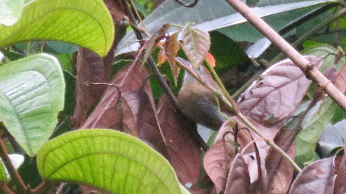 Rufous-fronted Babbler - ML254928671