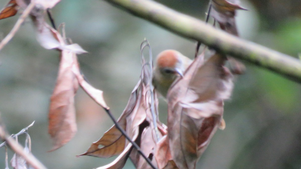 Rufous-fronted Babbler - ML254928691