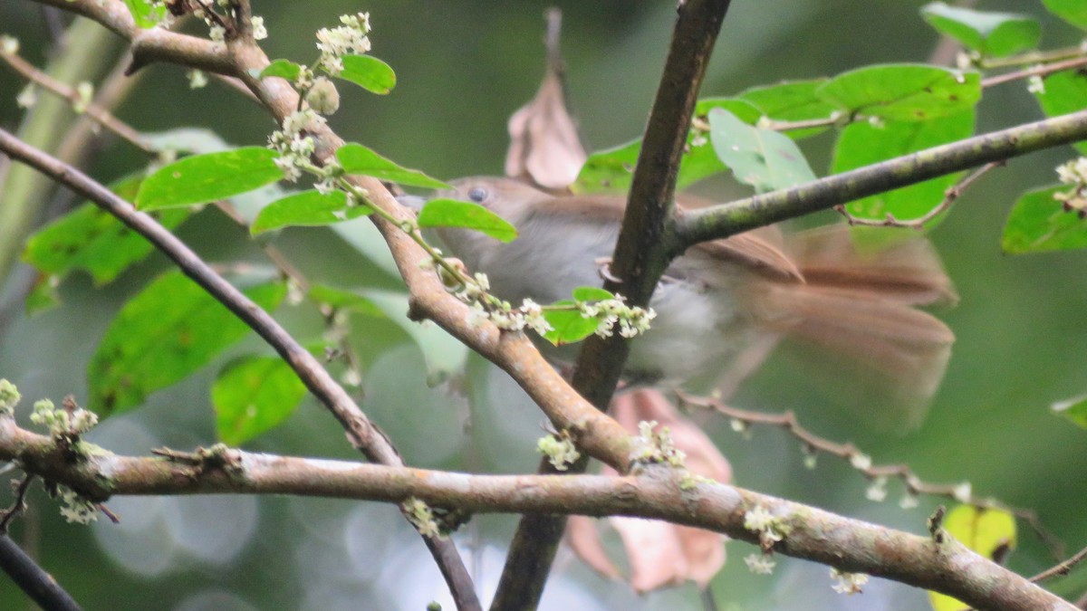 Rufous-fronted Babbler - ML254928711