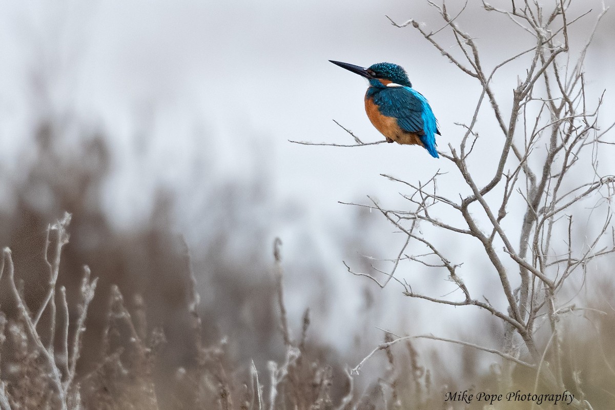 Common Kingfisher - ML254928851