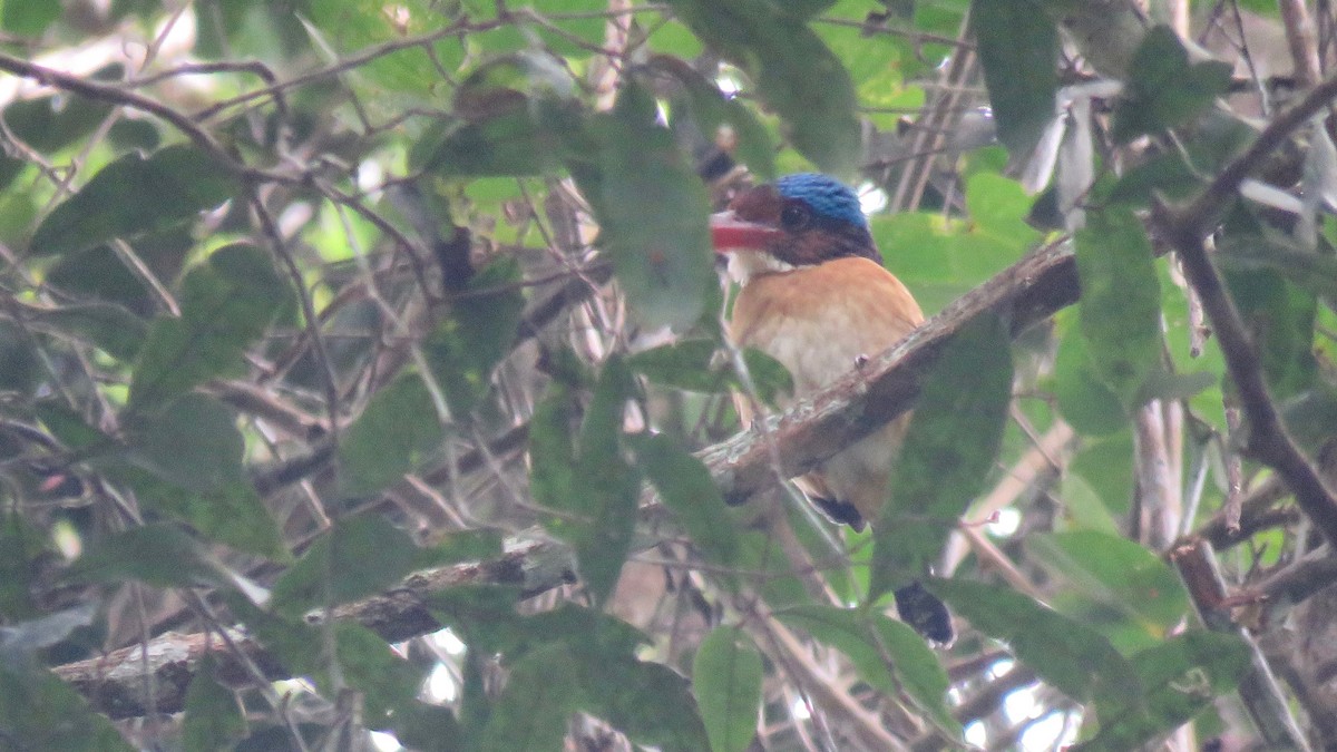 Banded Kingfisher - ML254929071