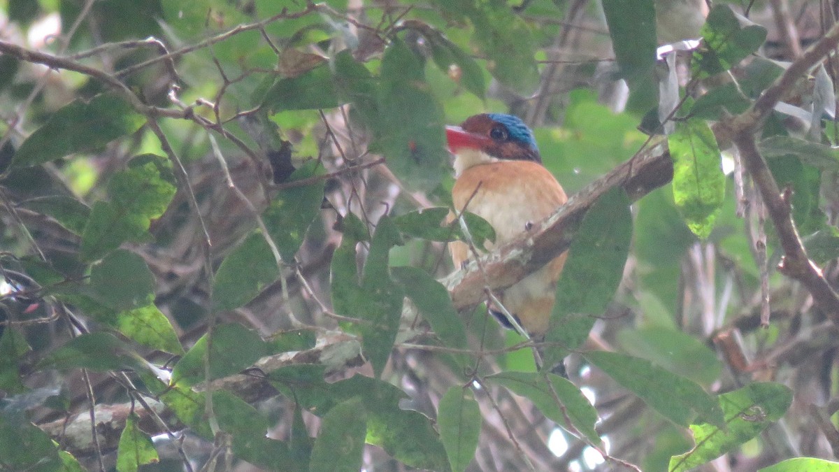 Banded Kingfisher - ML254929081