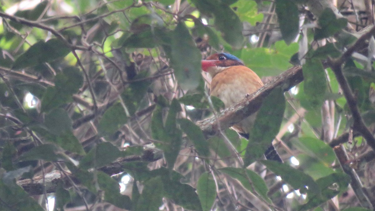 Banded Kingfisher - ML254929091