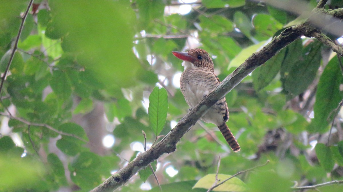 Banded Kingfisher - ML254929311