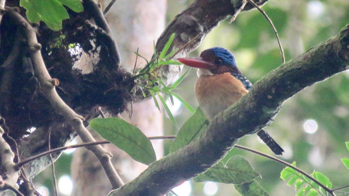 Banded Kingfisher - ML254929421