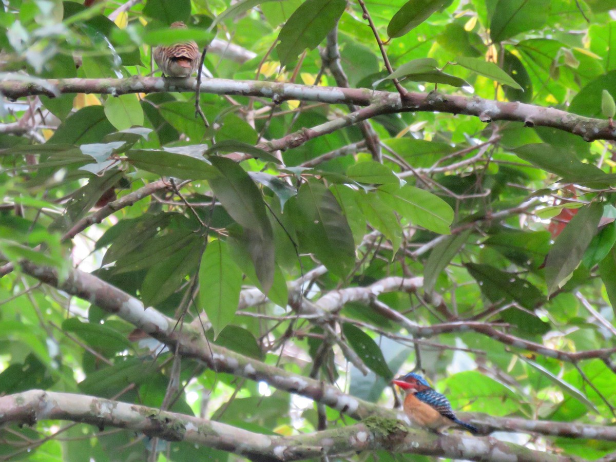 Banded Kingfisher - ML254929541