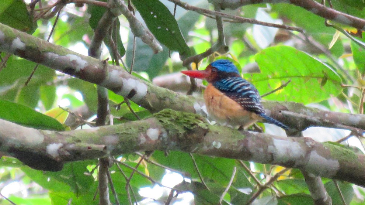 Banded Kingfisher - ML254929571