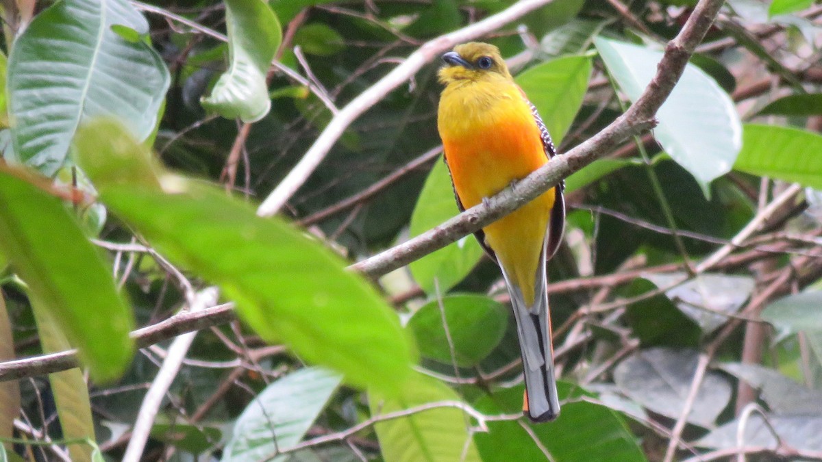 Orange-breasted Trogon - ML254929811