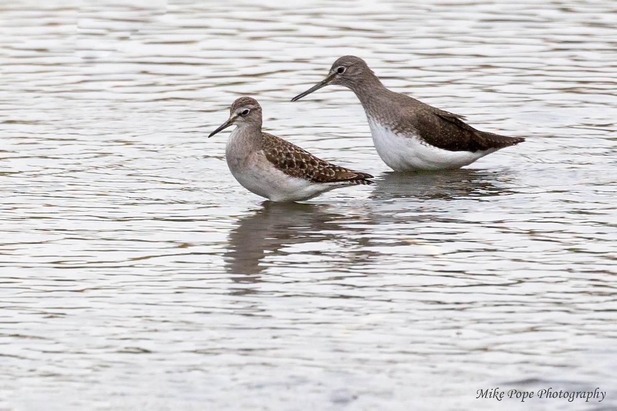 Green Sandpiper - ML254929991