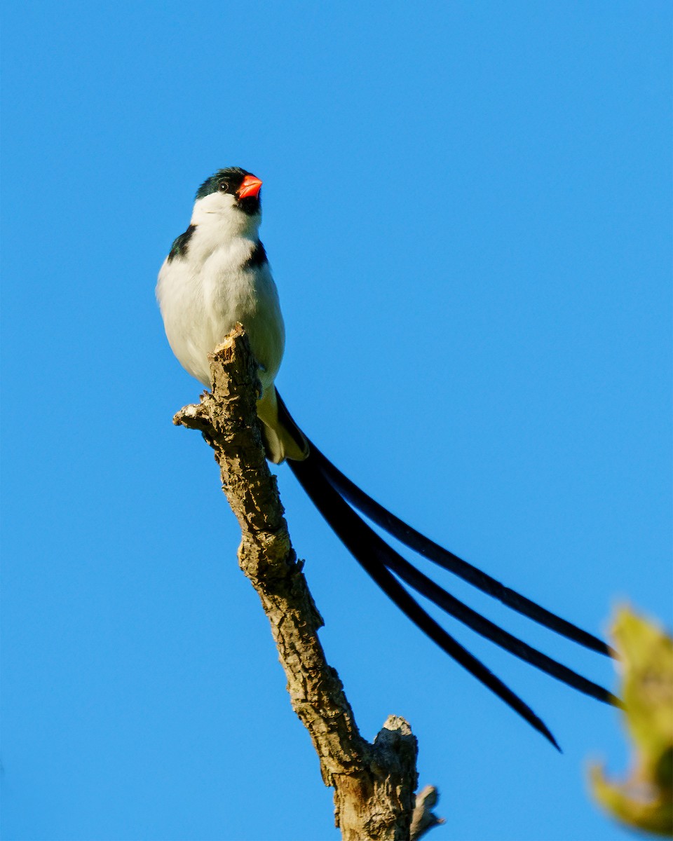 Pin-tailed Whydah - ML254930651