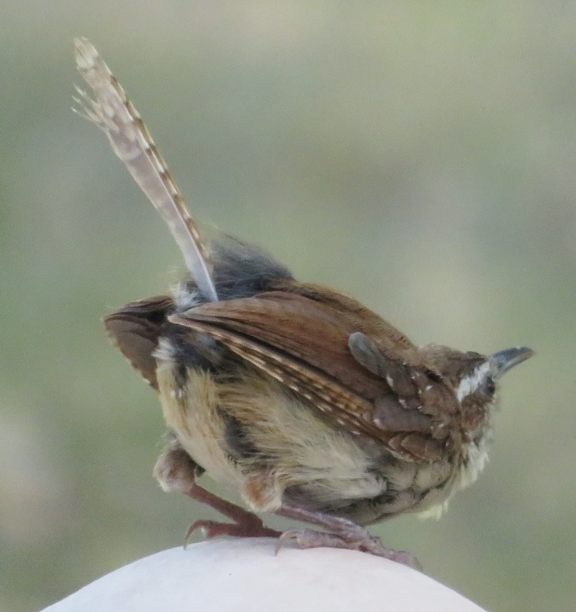 tanımsız Troglodytidae sp. - ML254930731