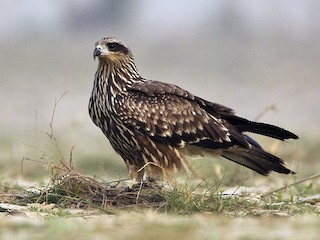 Juvenile (Black-eared) - Black Kite (Black-eared)