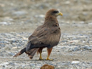 Adult (Yellow-billed) - Black Kite (Yellow-billed)