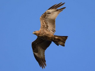 Juvenile (Yellow-billed) - Black Kite (Yellow-billed)