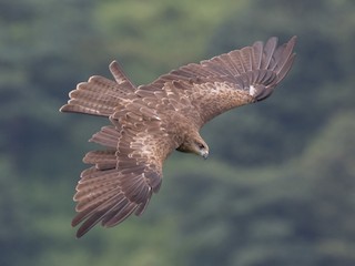 Adult (Black-eared) - Black Kite (Black-eared)