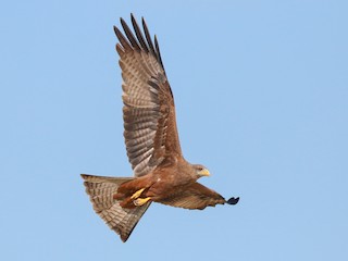 Adult (Yellow-billed) - Black Kite (Yellow-billed)