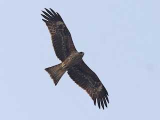 Juvenile (Black-eared) - Black Kite (Black-eared)