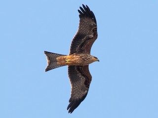 Juvenile (Black) - Black Kite (Black)